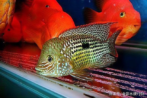 紅寶石魚和龍魚混養(yǎng)好嗎圖片