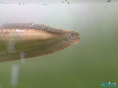 龍魚身上有白點是怎么回事兒啊：龍魚身上出現白點可能是由多種因素引起的