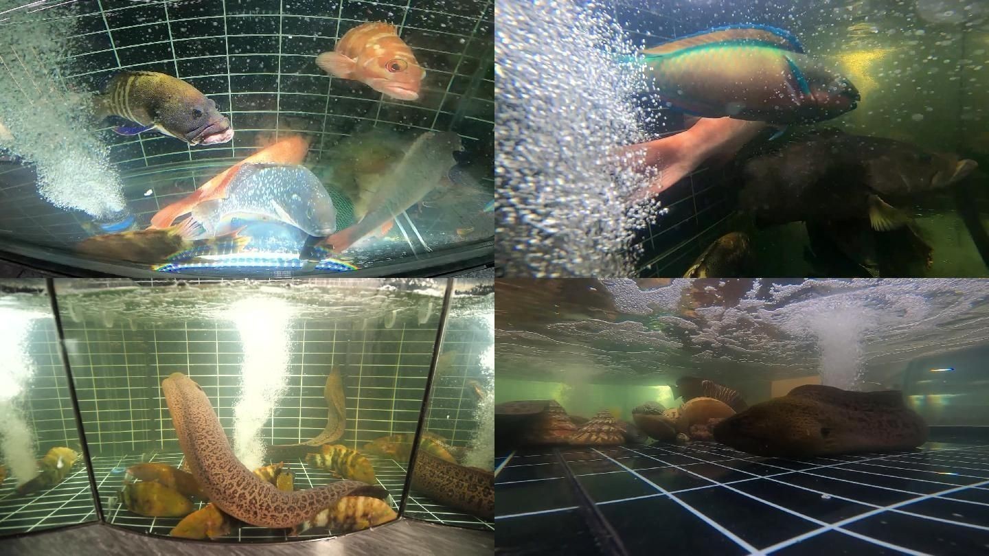 龍魚缸可以養(yǎng)海水魚嗎：龍魚缸改養(yǎng)海水魚缸養(yǎng)殖技術(shù)龍魚缸養(yǎng)殖技術(shù)龍魚缸 龍魚缸可以養(yǎng)海水魚嗎：龍魚缸改養(yǎng)海水魚缸養(yǎng)殖技術(shù)龍魚缸養(yǎng)殖技術(shù)龍魚缸 龍魚百科 第1張