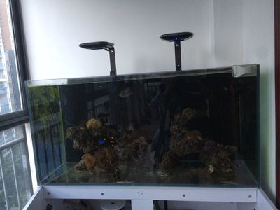 龍魚缸可以養(yǎng)海水魚嗎：龍魚缸改養(yǎng)海水魚缸養(yǎng)殖技術(shù)龍魚缸養(yǎng)殖技術(shù)龍魚缸 龍魚缸可以養(yǎng)海水魚嗎：龍魚缸改養(yǎng)海水魚缸養(yǎng)殖技術(shù)龍魚缸養(yǎng)殖技術(shù)龍魚缸 龍魚百科 第2張