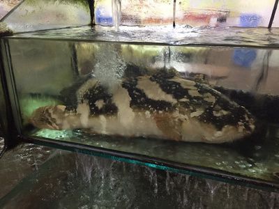 龍魚缸可以養(yǎng)海水魚嗎：龍魚缸改養(yǎng)海水魚缸養(yǎng)殖技術(shù)龍魚缸養(yǎng)殖技術(shù)龍魚缸 龍魚缸可以養(yǎng)海水魚嗎：龍魚缸改養(yǎng)海水魚缸養(yǎng)殖技術(shù)龍魚缸養(yǎng)殖技術(shù)龍魚缸 龍魚百科 第3張