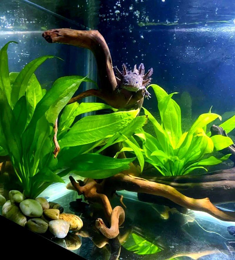 六角龍適合多大的魚缸