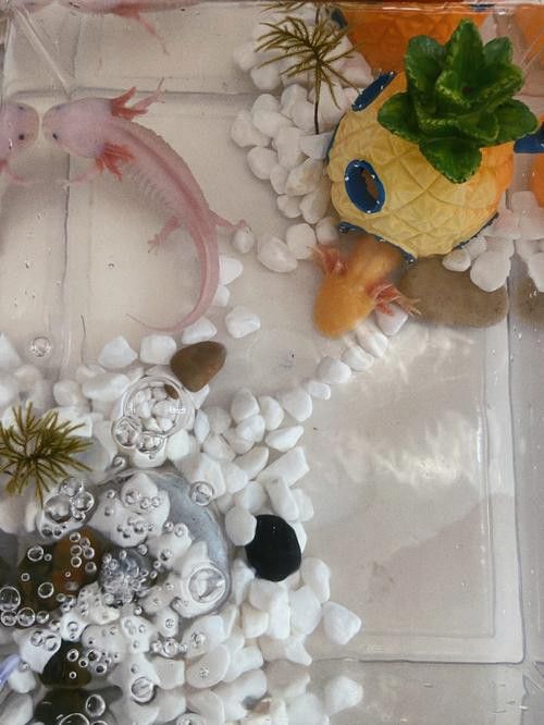 六角龍適合多大的魚缸