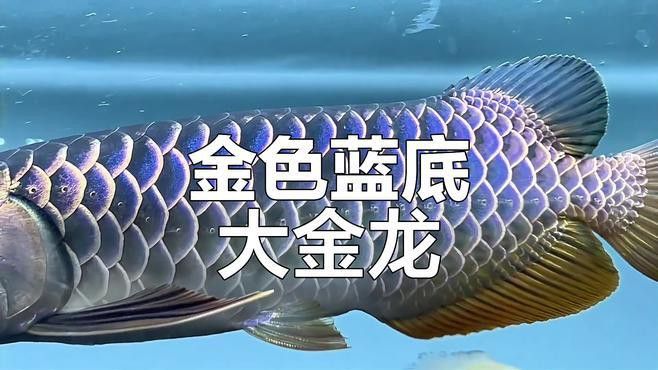 有沒有更多金龍高清圖片資源？