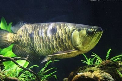 龍魚快速抖嘴的原因（龍魚快速抖嘴可能由多種因素引起，） 龍魚快速抖嘴的原因（龍魚快速抖嘴可能由多種因素引起，） 龍魚百科 第5張