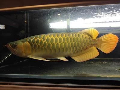 龍魚快速抖嘴的原因（龍魚快速抖嘴可能由多種因素引起，） 龍魚快速抖嘴的原因（龍魚快速抖嘴可能由多種因素引起，） 龍魚百科 第4張