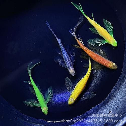 哪里可以找到更多龍鳳魚圖片？