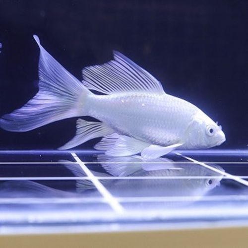 哪里可以找到更多龍鳳魚圖片？