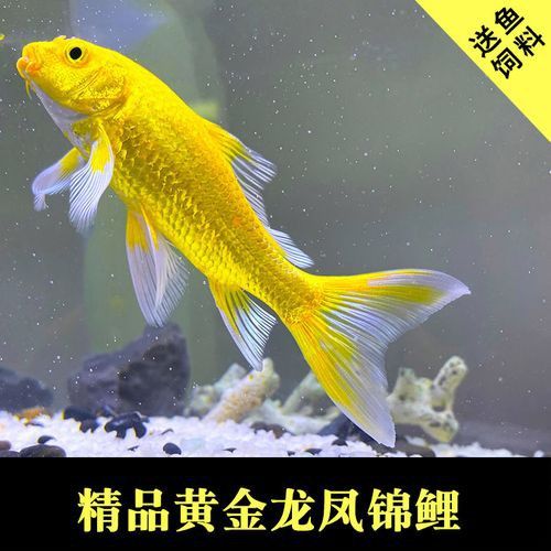 哪里可以找到更多龍鳳魚圖片？