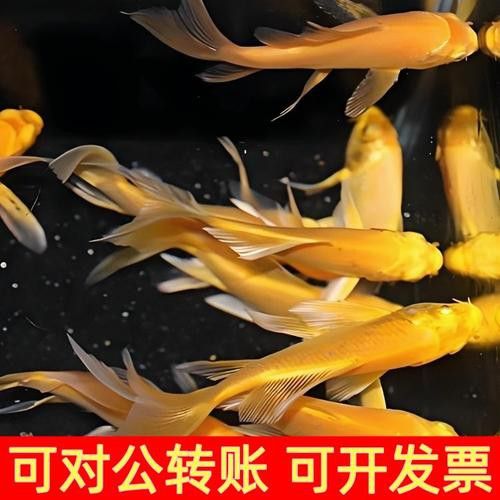 哪里可以找到更多龍鳳魚圖片？