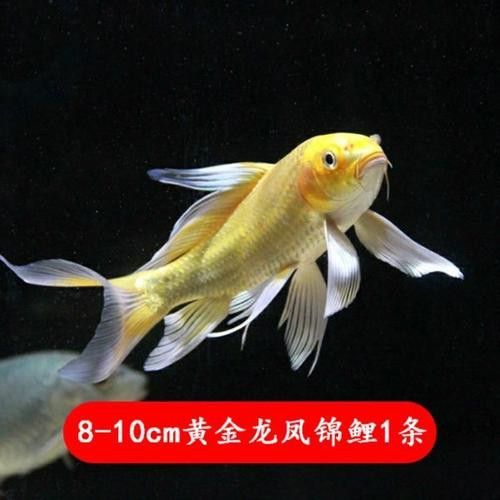 哪里可以找到更多龍鳳魚圖片？