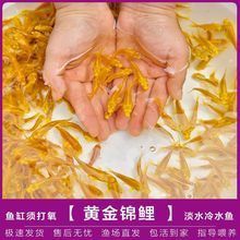 哪里可以找到更多龍鳳魚圖片？