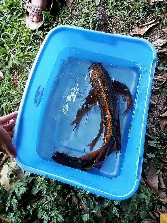 哪里可以找到更多龍鳳魚圖片？