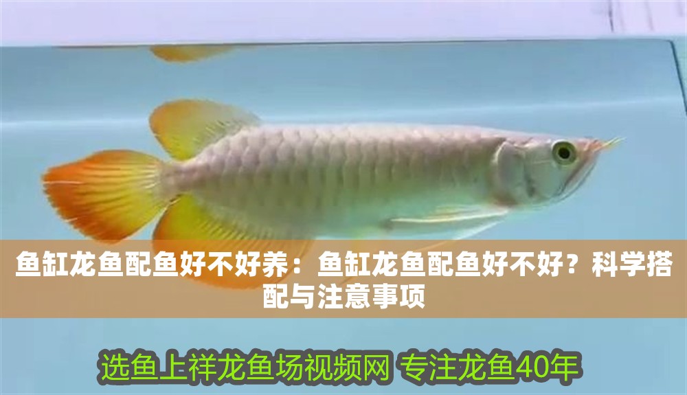 魚缸龍魚配魚好不好養：魚缸龍魚配魚好不好？科學搭配與注意事項