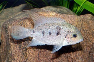 龍魚魚缸價格多少合適