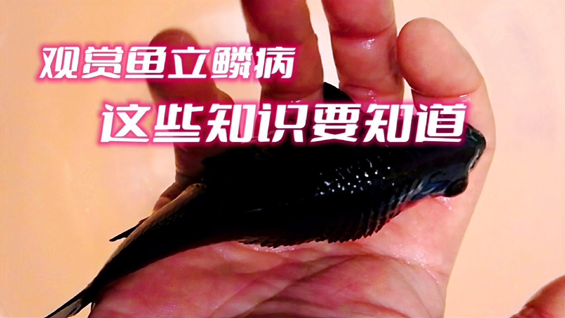 龍魚魚鰭根部充血如何判斷是否感染？