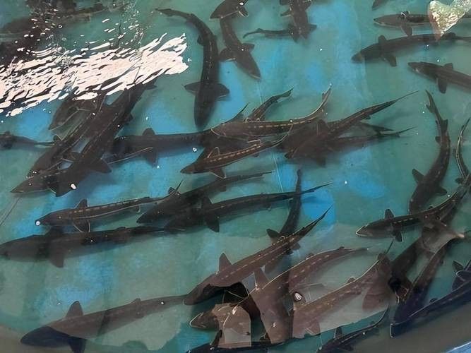 長(zhǎng)江鱘龍魚圖片 龍魚百科 第4張 長(zhǎng)江鱘龍魚圖片 長(zhǎng)江鱘龍魚圖片 龍魚百科 第4張