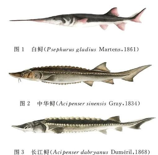 長(zhǎng)江鱘龍魚圖片 龍魚百科 第7張 長(zhǎng)江鱘龍魚圖片 長(zhǎng)江鱘龍魚圖片 龍魚百科 第7張