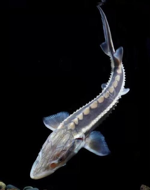 長(zhǎng)江鱘龍魚圖片 龍魚百科 第6張 長(zhǎng)江鱘龍魚圖片 長(zhǎng)江鱘龍魚圖片 龍魚百科 第6張