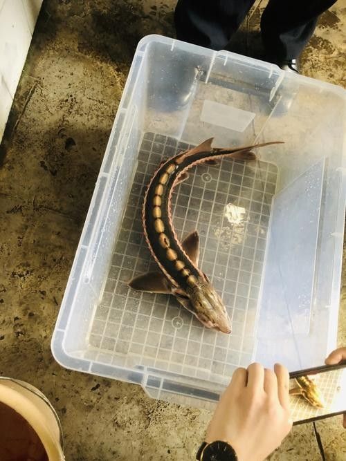 長(zhǎng)江鱘龍魚圖片 龍魚百科 第13張 長(zhǎng)江鱘龍魚圖片 長(zhǎng)江鱘龍魚圖片 龍魚百科 第13張