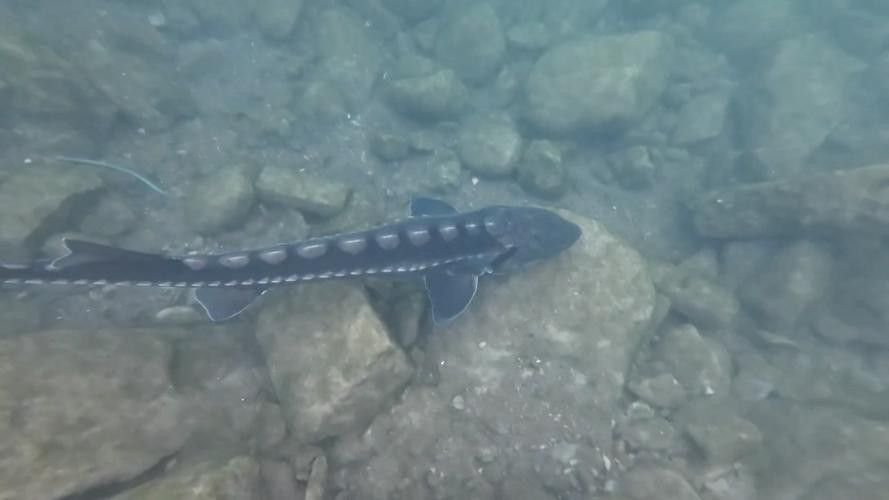 長(zhǎng)江鱘龍魚圖片 龍魚百科 第14張 長(zhǎng)江鱘龍魚圖片 長(zhǎng)江鱘龍魚圖片 龍魚百科 第14張