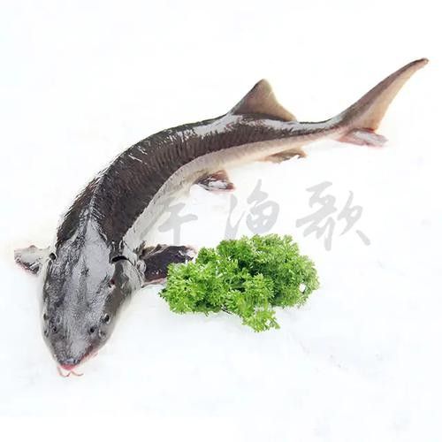 長(zhǎng)江鱘龍魚圖片 龍魚百科 第18張 長(zhǎng)江鱘龍魚圖片 長(zhǎng)江鱘龍魚圖片 龍魚百科 第18張