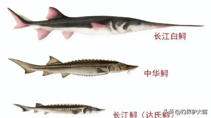長(zhǎng)江鱘龍魚圖片 龍魚百科 第17張 長(zhǎng)江鱘龍魚圖片 長(zhǎng)江鱘龍魚圖片 龍魚百科 第17張