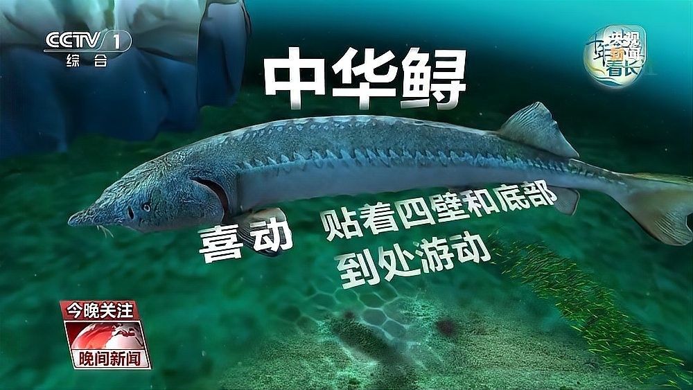 長(zhǎng)江鱘龍魚圖片 長(zhǎng)江鱘龍魚圖片 龍魚百科 第24張