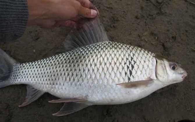 鯪魚品種大全