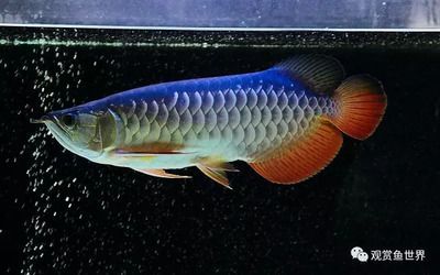 如何給龍魚做檢疫檢測（龍魚檢疫檢測方法）