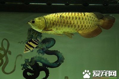 龍魚怎么混養(yǎng)好：混養(yǎng)龍魚需要綜合考慮多個(gè)因素，龍魚混養(yǎng)成功的第一步