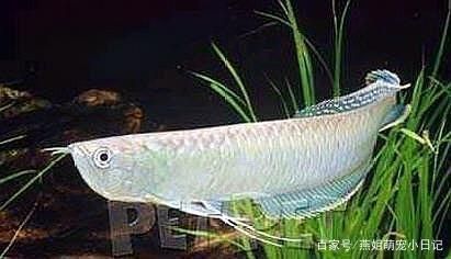 龍魚蒙眼是怎么回事：龍魚蒙眼是一種常見的疾病，其主要癥狀是眼球出現(xiàn)白膜 龍魚蒙眼是怎么回事：龍魚蒙眼是一種常見的疾病，其主要癥狀是眼球出現(xiàn)白膜 龍魚百科 第3張