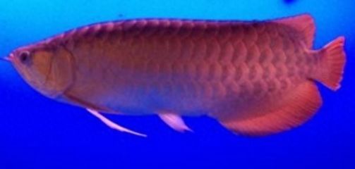 龍魚等級品種排行榜大全及價格：龍魚等級及種排行榜