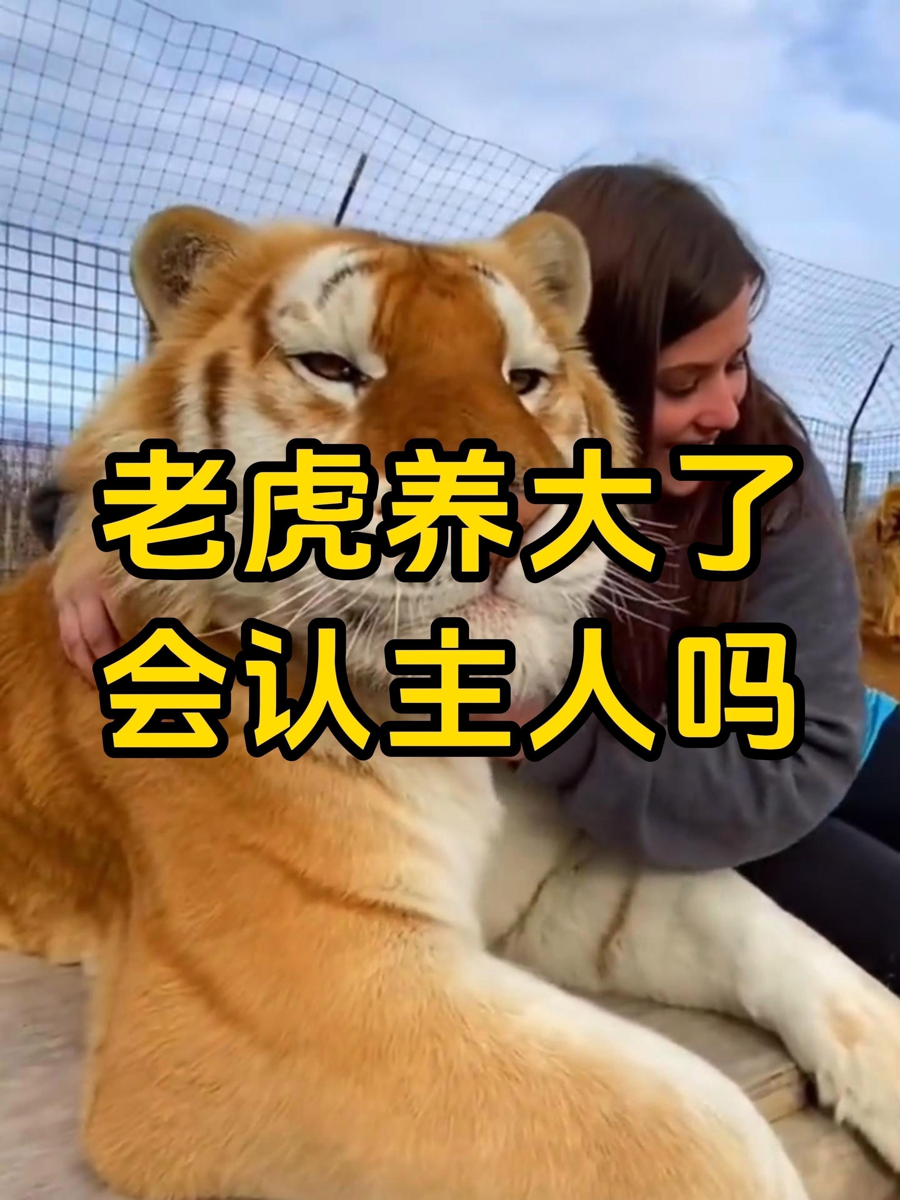 老虎養久了會認主人嗎