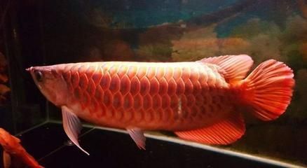 龍魚有什么寓意嗎：龍魚品種鑒賞指南如何養(yǎng)護(hù)龍魚與傳統(tǒng)文化的聯(lián)系