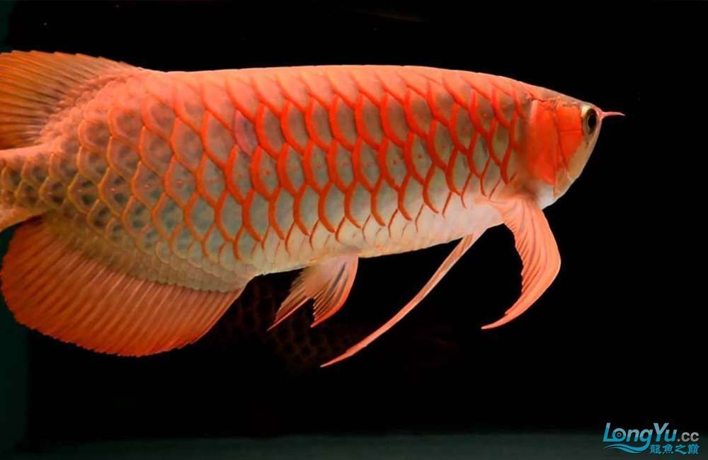 龍魚有什么寓意嗎：龍魚品種鑒賞指南如何養(yǎng)護(hù)龍魚與傳統(tǒng)文化的聯(lián)系