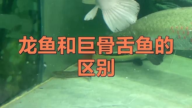 巨骨舌魚和龍魚的區別