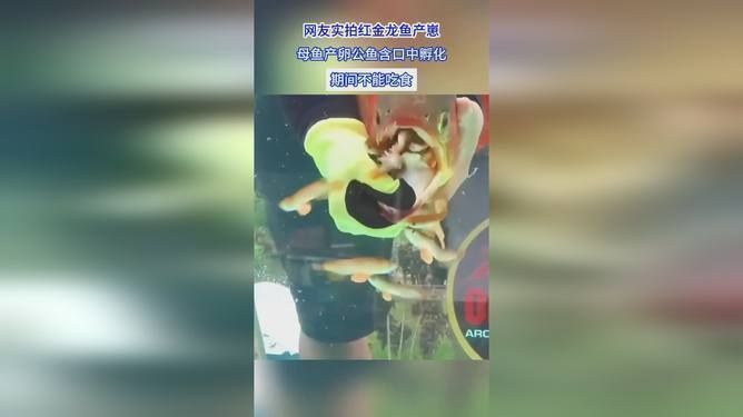 紅金龍魚生孩子怎么從嘴里出來的：紅金龍魚的繁殖方式
