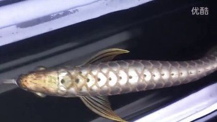給龍魚做手術怎么做視頻：如何給龍魚做手術 給龍魚做手術怎么做視頻：如何給龍魚做手術 龍魚百科 第1張
