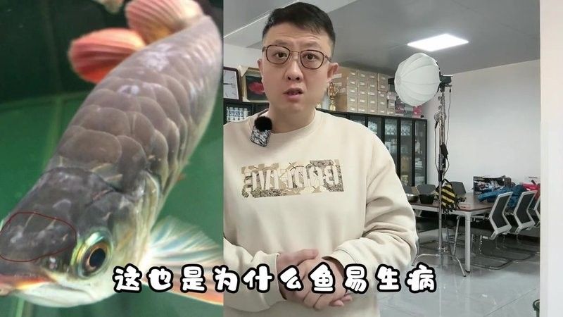 龍魚魚缸最佳溫度是多少？