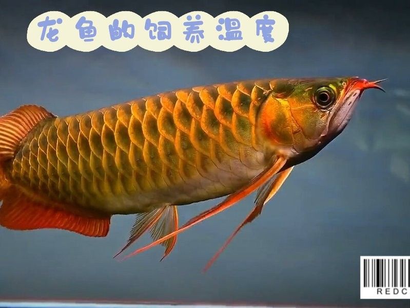 龍魚魚缸最佳溫度是多少？