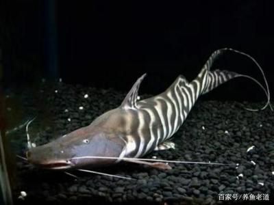 適合與龍魚混養的底層魚種類和混養的注意事項：適合與龍魚混養的底層魚種類