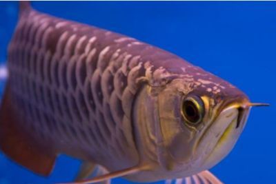 購買金龍魚苗違法嗎(購買金龍魚苗并不違法,但如果是購買金龍魚苗并不違法) 龍魚百科 第1張 購買金龍魚苗違法嗎(購買金龍魚苗并不違法,但如果是購買金龍魚苗并不違法) 購買金龍魚苗違法嗎(購買金龍魚苗并不違法,但如果是購買金龍魚苗并不違法) 龍魚百科 第1張