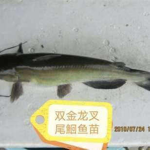 購買金龍魚苗違法嗎（購買金龍魚苗并不違法，但如果是購買金龍魚苗并不違法） 購買金龍魚苗違法嗎（購買金龍魚苗并不違法，但如果是購買金龍魚苗并不違法） 龍魚百科 第3張