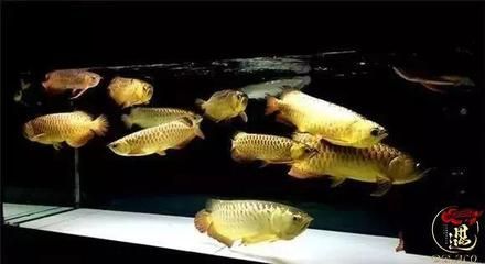 龍魚疾病預(yù)防方法有哪些圖片和視頻：如何預(yù)防龍魚疾病