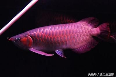 紅龍魚的特征和特點(diǎn)：關(guān)于紅龍魚的一些重要信息 紅龍魚的特征和特點(diǎn)：關(guān)于紅龍魚的一些重要信息 龍魚百科 第1張