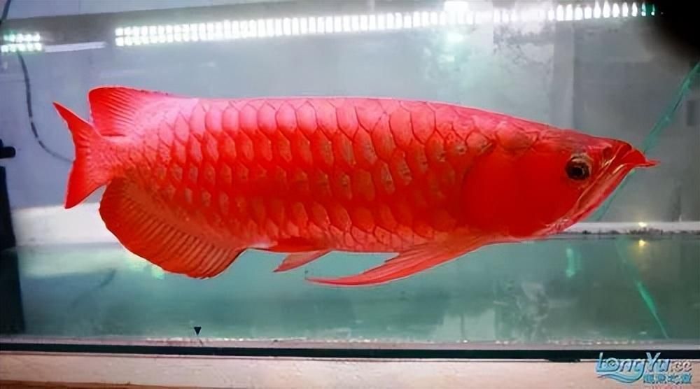 紅龍魚的特征和特點(diǎn)：關(guān)于紅龍魚的一些重要信息 紅龍魚的特征和特點(diǎn)：關(guān)于紅龍魚的一些重要信息 龍魚百科 第3張