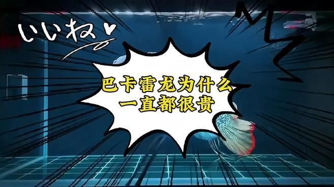 這些雷龍魚的市場價格有何波動？