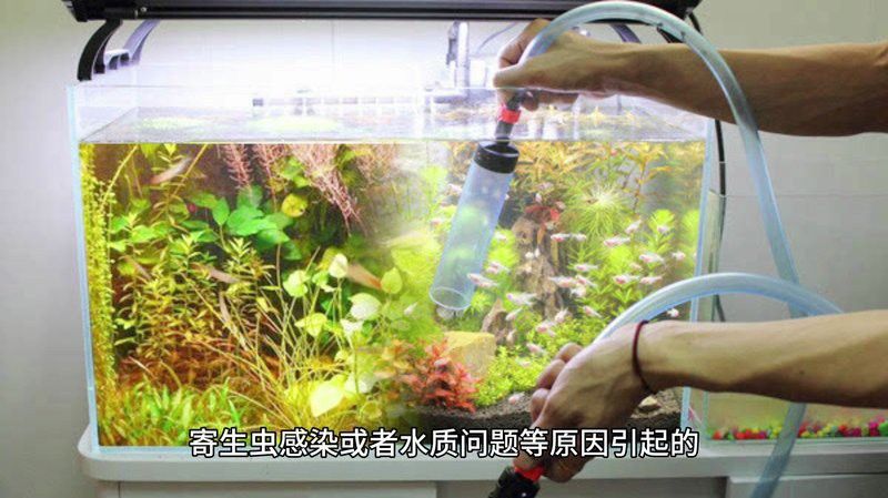 六角龍魚爛爪子怎么治