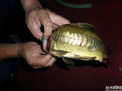 龍魚為什么叫：龍魚的名字由來是什么？ 龍魚為什么叫：龍魚的名字由來是什么？ 龍魚百科 第2張